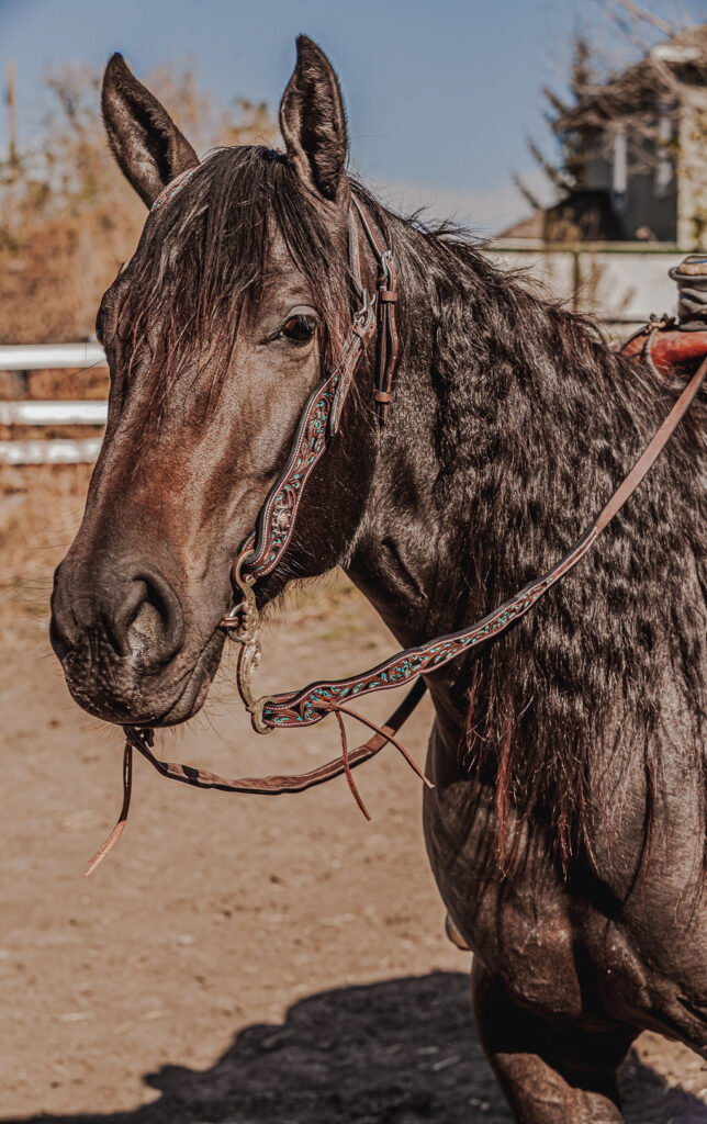 western headstall leather bridle browband sunflower bridle ranch hand (22)