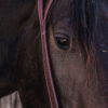 Basketweave Tooling - Split Ear Headstall - view 5