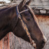 Yellow Sunflower Browband Headstall - Black Leather Western Bridle - view 6