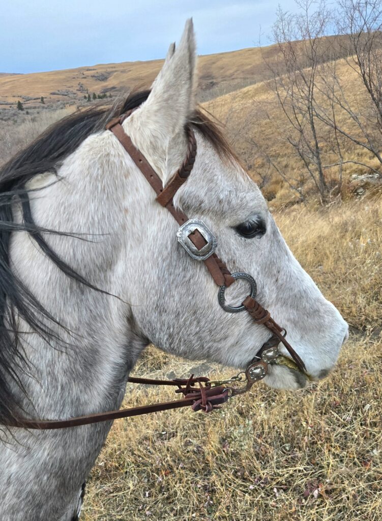 gunmetal antique metal ring bridle (6)