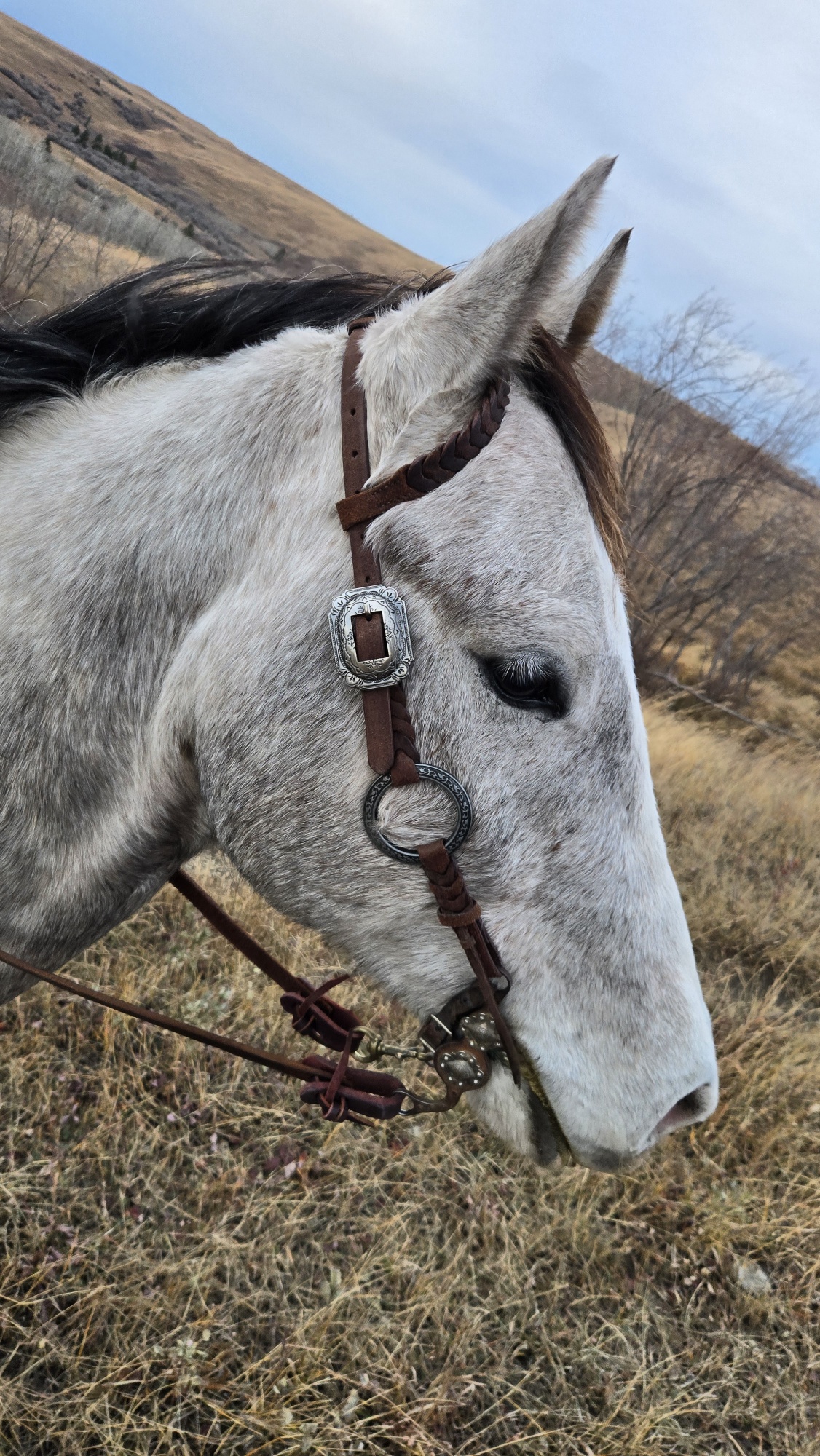 gunmetal antique metal ring bridle (7)