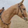 Twisted Iron - Silver Rose Metal Ring Browband Headstall - view 2