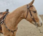 metal ring breast collar western breast collar concho breast collar metal ring headstall western bridle with rings (15)