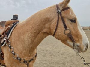 metal ring breast collar western breast collar concho breast collar metal ring headstall western bridle with rings (15)