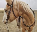 metal ring breast collar western breast collar concho breast collar metal ring headstall western bridle with rings (17)