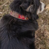 Prairie Bloom Dog Collar - Leather Dog Collar - view 9