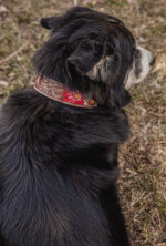 western dog collar sunflower dog collars leather dog collars (15)