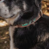 Prairie Blue Leather Dog Collar - Hand-Painted Western Style - view 11