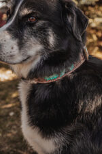 western dog collar sunflower dog collars leather dog collars (5)