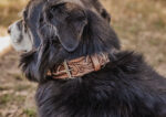western dog collar sunflower dog collars leather dog collars (7)