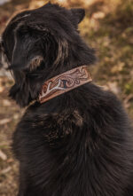 western dog collar sunflower dog collars leather dog collars (8)