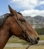 chocolate roughout headstall with white buckstitch ranch hand (6)
