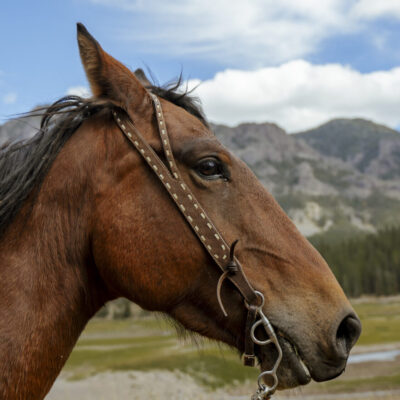 chocolate roughout headstall with white buckstitch ranch hand (6)
