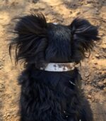 cowhide dog collar ranch hand (2)
