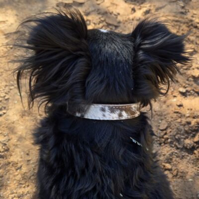 cowhide dog collar ranch hand (2)