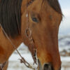 Twisted Iron - One Ear Headstall with Rose Gold Metal Rings - view 7