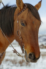 rose gold browband metal ring breast collar and bridle headstall metal rings (8)
