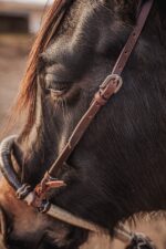 western bosal horse hackamore ranch hand (1)