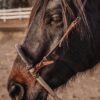 Cowboy's Choice Rawhide Bosal with Leather Hanger - Western Training Gear - view 7