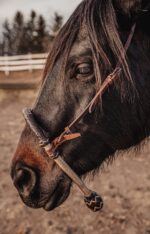 western bosal horse hackamore ranch hand (2)