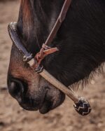 western bosal horse hackamore ranch hand (3)