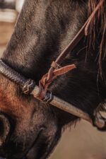 western bosal horse hackamore ranch hand (5)