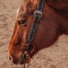 Turquoise Buckstitch - Belt Style Split Ear Headstall - view 2