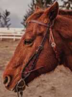 western bridle leather headstall for horses western horse tack ranch hand (6)