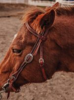 western bridle leather headstall for horses western horse tack ranch hand (8)