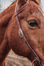 western horse tack ranch hand. headstall bridle breast collar metal ring reins (10)