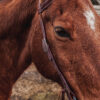 Cowpuncher Sliding One Ear Headstall With Tooling - view 4