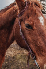 western horse tack ranch hand. headstall bridle breast collar metal ring reins (26)