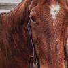 Cowpuncher Sliding One Ear Headstall With Tooling - view 9