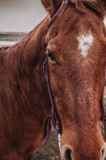 western horse tack ranch hand. headstall bridle breast collar metal ring reins (3)