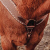 Wrangler Roughout Breast Collar - White Buckstitch - view 10