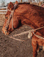 western horse tack ranch hand. headstall bridle breast collar metal ring reins (62)