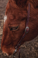 western horse tack ranch hand. headstall bridle breast collar metal ring reins (7)