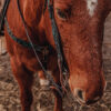 Turquoise Breeze - Weighted Leather Split Reins - view 12