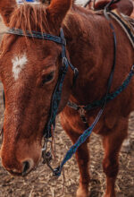western horse tack ranch hand. headstall bridle breast collar metal ring reins (74)