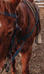 western horse tack ranch hand. headstall bridle breast collar metal ring reins (79)