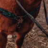 western horse tack ranch hand. headstall bridle breast collar metal ring reins (80)