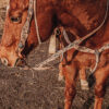 Turquoise Breeze - Weighted Leather Split Reins - view 10