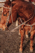 western horse tack ranch hand. headstall bridle breast collar metal ring reins (95)