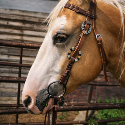 Twisted Iron- Goldstruck Metal Ring Browband Headstall
