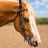 metal ring western bridle headstall ranch hand