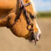 metal ring western bridle headstall ranch hand