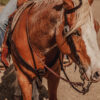 Rough Rider One Ear Headstall - view 2