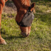 Fly Mask - No Ear Fly Mask with Forelock Protection, Raised Eye Clearance & Adjustable Velcro Fit - view 8