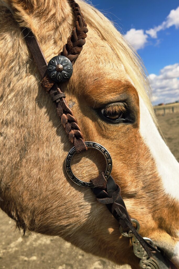 Metal Ring Headstall & Breast Collar Guide | Twisted Iron Tack 22 Twisted Iron - Silver Rose Metal Ring One Ear Headstall